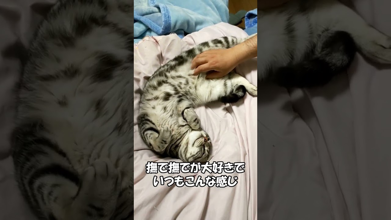 ベッドで甘える　アメリカンショートヘア「さん」ねこずちゃんねるshorts179 #ねこ #猫 #cat #shorts