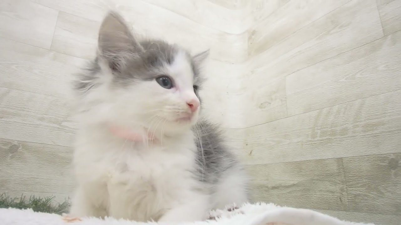 Coo&RIKU　No00631453 ノルウェージャン・フォレストキャット