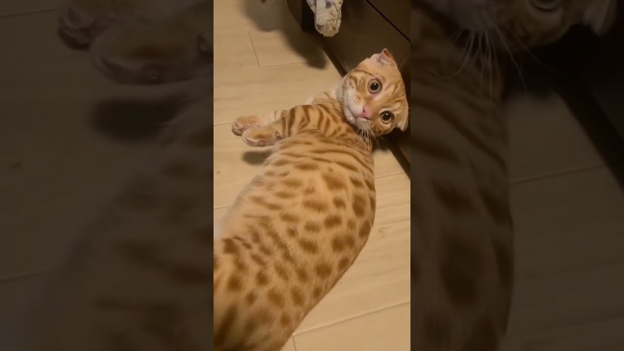 ついてますよ、水。 #キンカロー #猫 #cat #子猫 #猫のいる暮らし #catlover #catvideos #고양이 #catlovers #catvideo