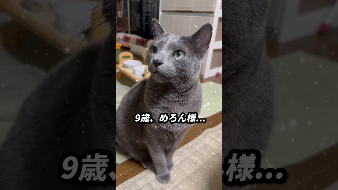 【ロシアンブルー】9歳になっためろん、夜寝る前のおねだり...いつも通りですね🤭【猫】#shorts