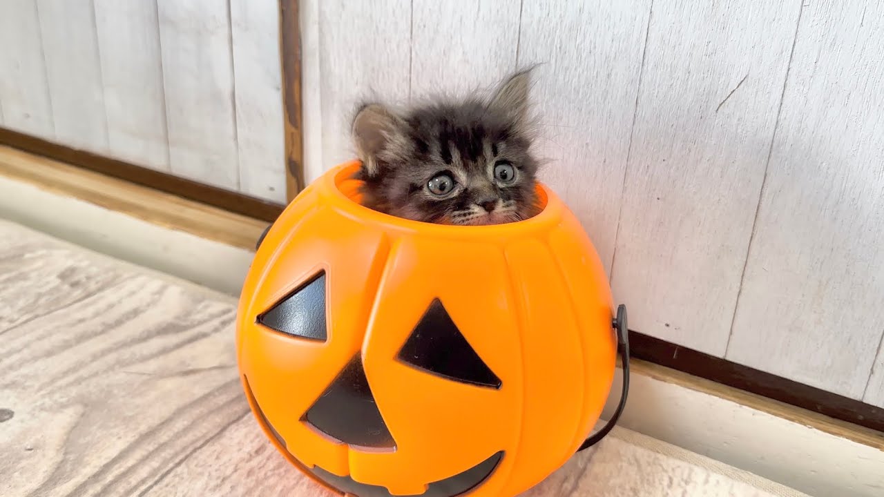 可愛いお顔がぴょこぴょこ　ハロウィンを満喫する子猫 生後38日【アオちゃん日記#35〜青い秋空〜】Kitten enjoying Halloween. 保護猫
