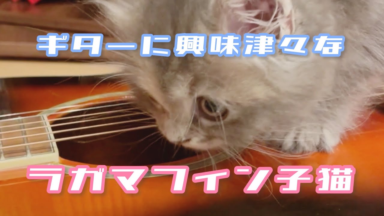 ギターに興味津々なラガマフィン子猫