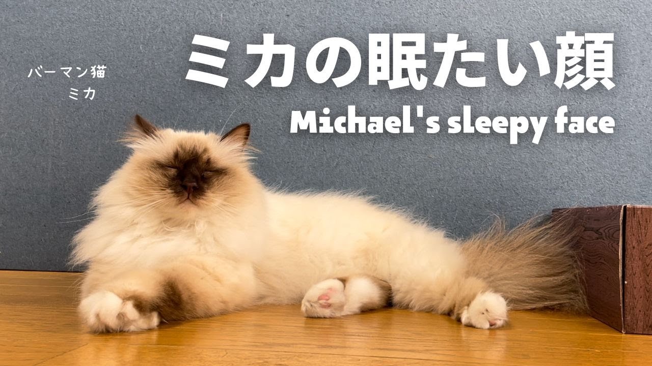 バーマン猫ミカ【ミカの眠たい顔】Michael's sleepy face（バーマン猫）Birman/Cat