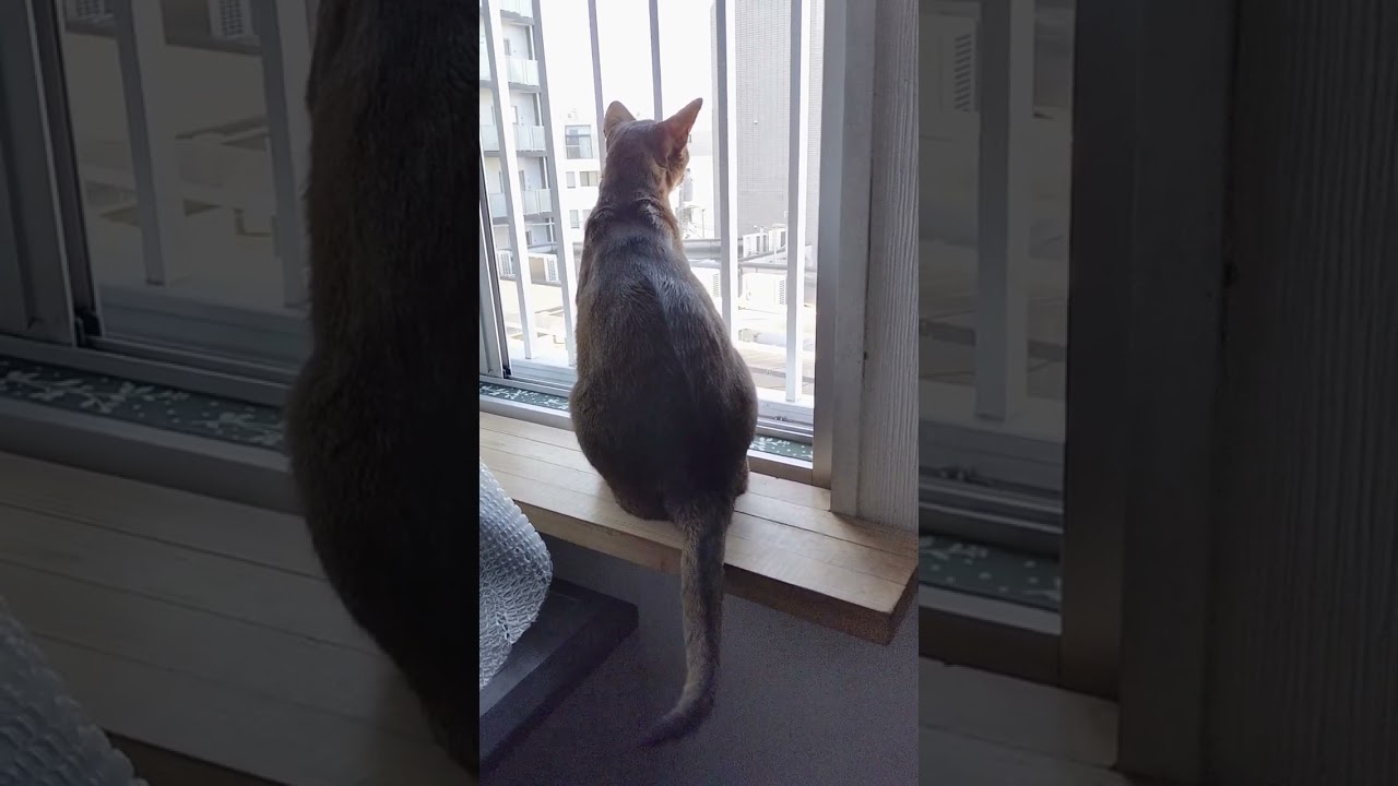 ネコ動画あび＃1187　#shorts　あびの毎日　アビシニアン　あび