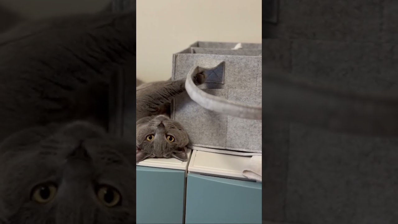 プランプラン😼　#cat  #シャルトリュー #ねこ #ねこのいる生活