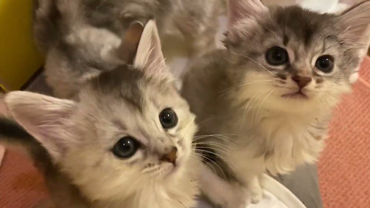 ソマリ生後42日の子猫ちゃん【編集ナシ】あえての笑