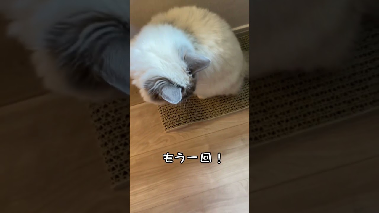 えびと遊ぶ子猫#ねこ #ねこのいる生活 #ねこ部 #ラグドール #ラグドール子猫 #ragdollcat #猫 #子猫 #cat