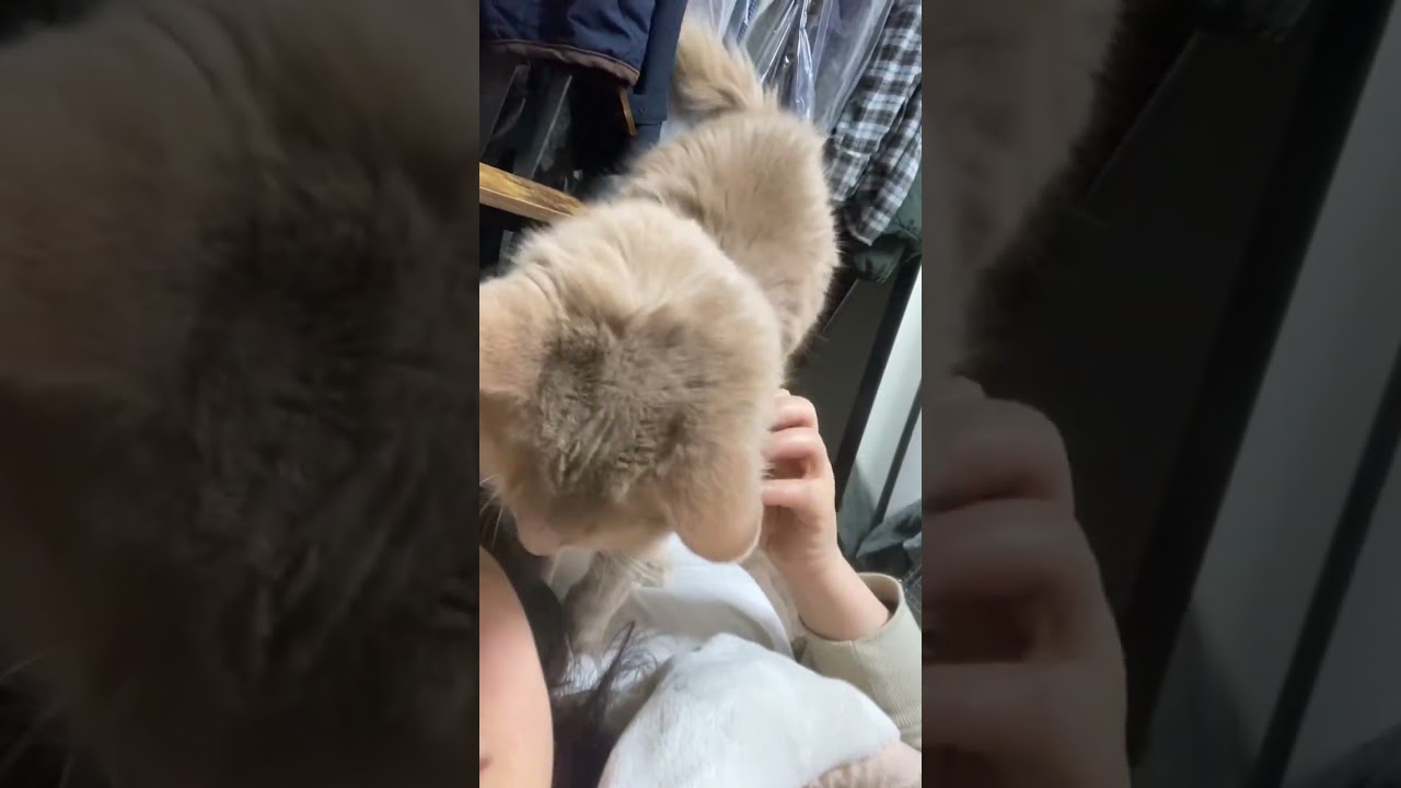 起きて😾ご飯くれ〜　#shorts  #ソマリ  #猫動画