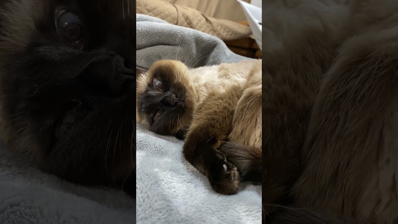 【2023.05.01】今日のシャム猫のふくさん（音無し）【たぬき猫】 #shorts