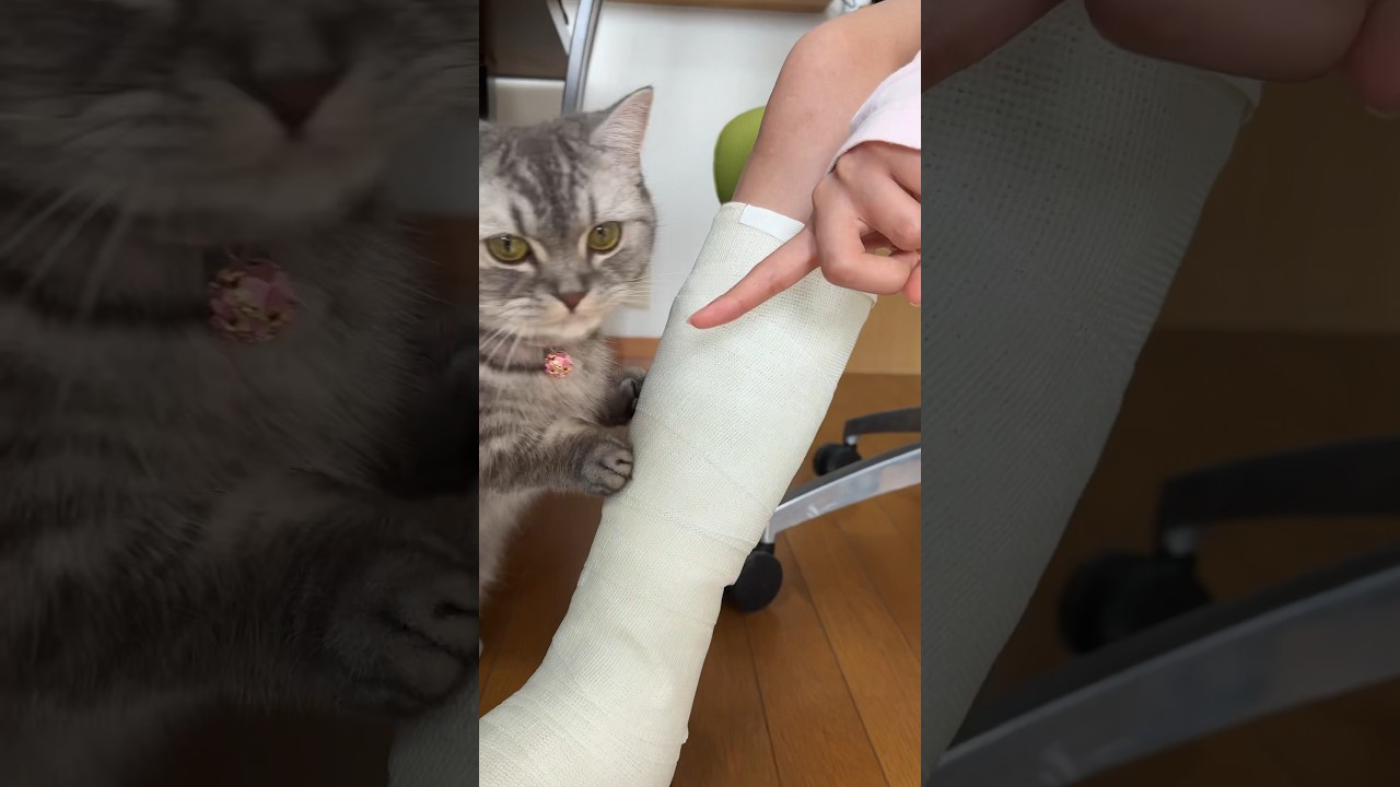 猫と骨折とちゅ〜る😸 #猫 #マンチカン #cat #catlover #kitty #kitten #munchkincat