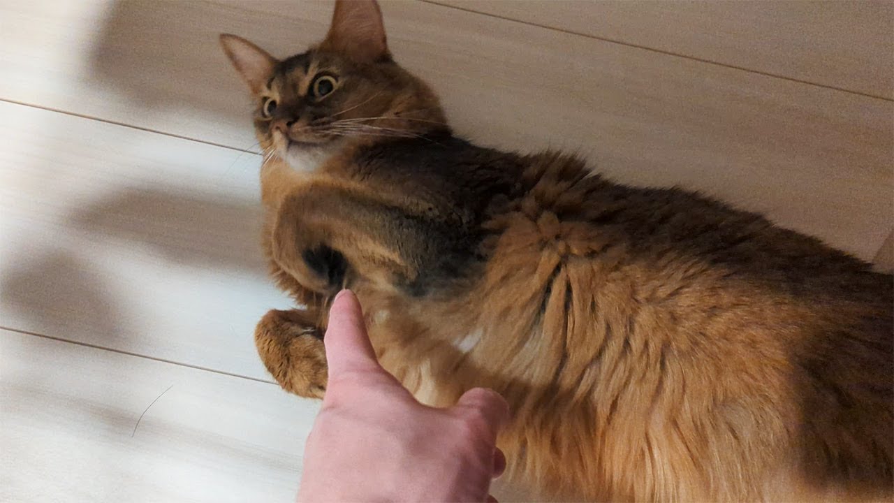 【467日目】塩対応 #ソマリ #cat