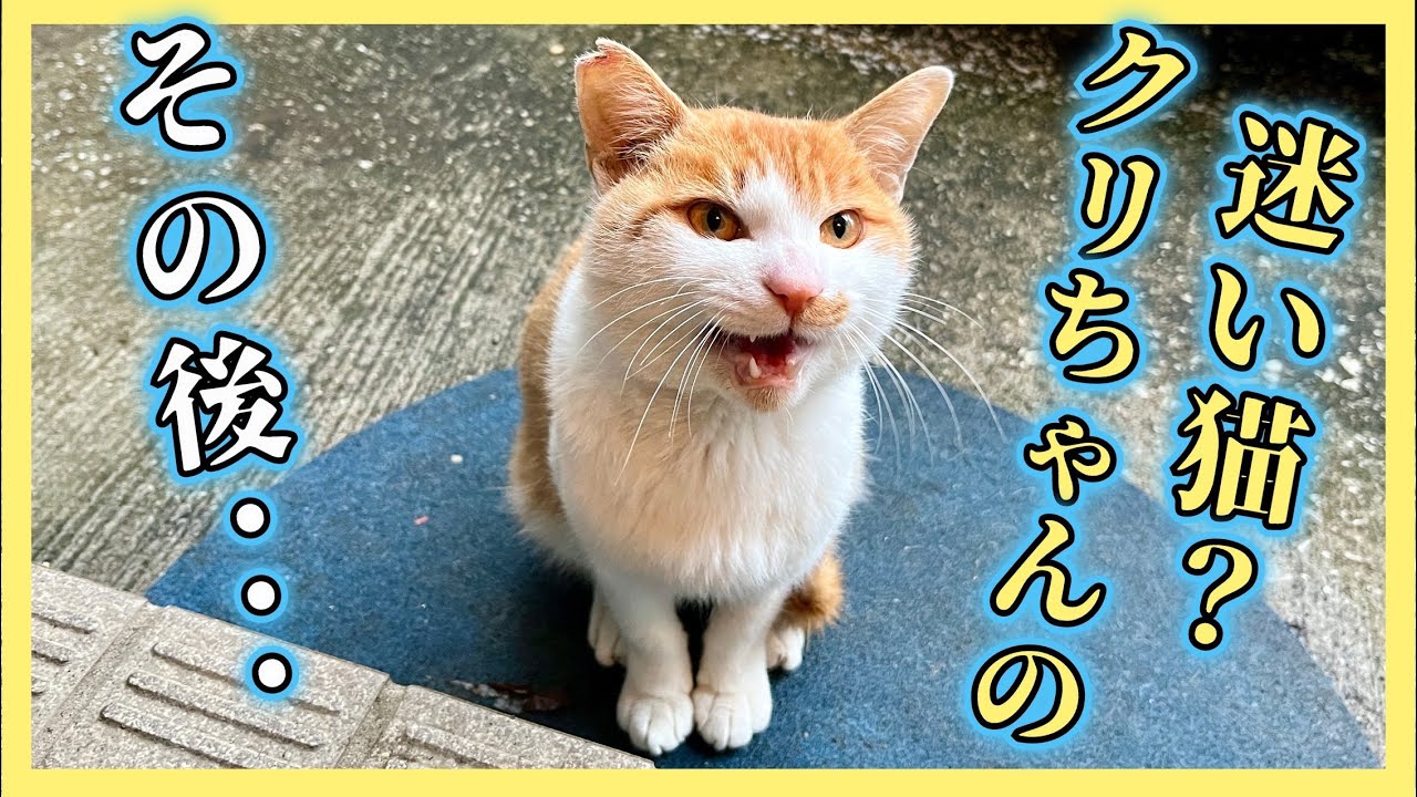 【捨て猫⁉︎ 突然現れた茶白の子猫】その④クリちゃんの幸せな未来…