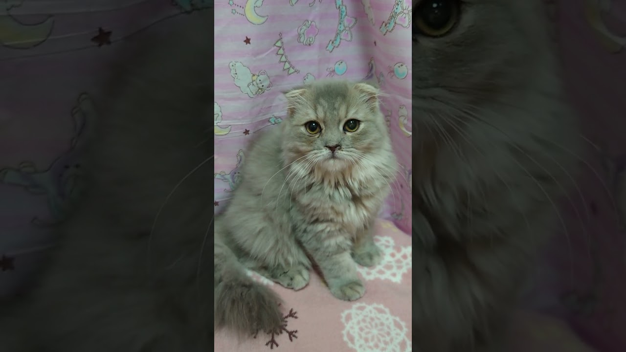 スコティッシュフォールド 活発な女の子♪