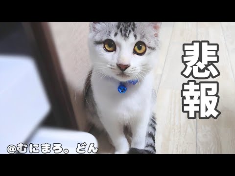 子猫に悲しい出来事が起こりました…。