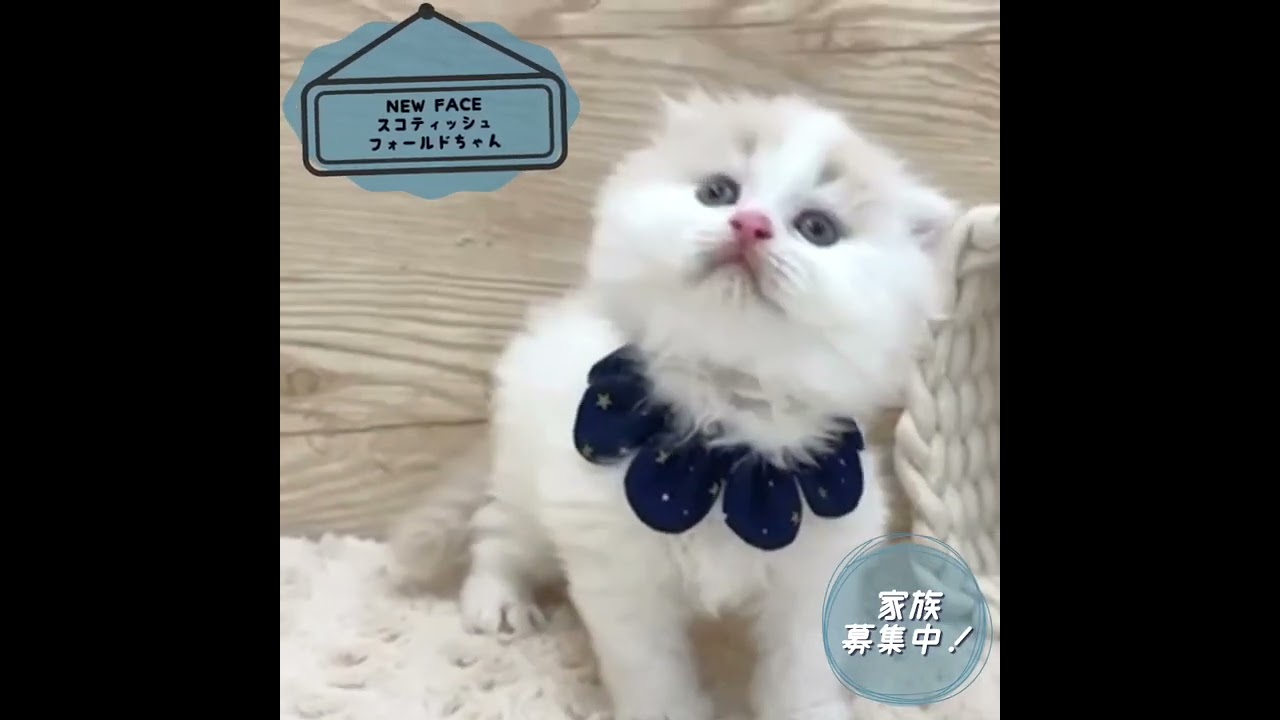 【スコティッシュフォールド】ベビーちゃん新着☆【女の子】