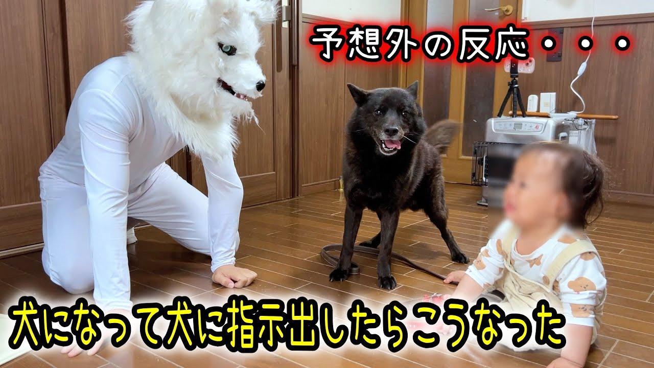 犬の格好で犬に指示出したらこうなった
