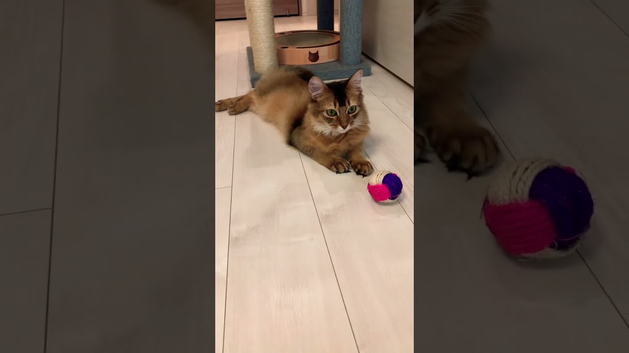 もふもふがごろごろしてるだけの動画 #しっぽ吸い #ソマリ #いやしねこ