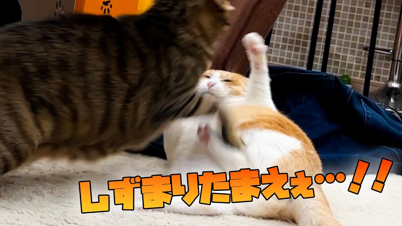 カーペットに転がっているだけで喧嘩売られるねこ、不憫すぎる。