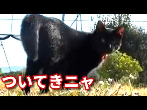 【庭遊びのプロ子猫！】@taipi 【切り抜き】