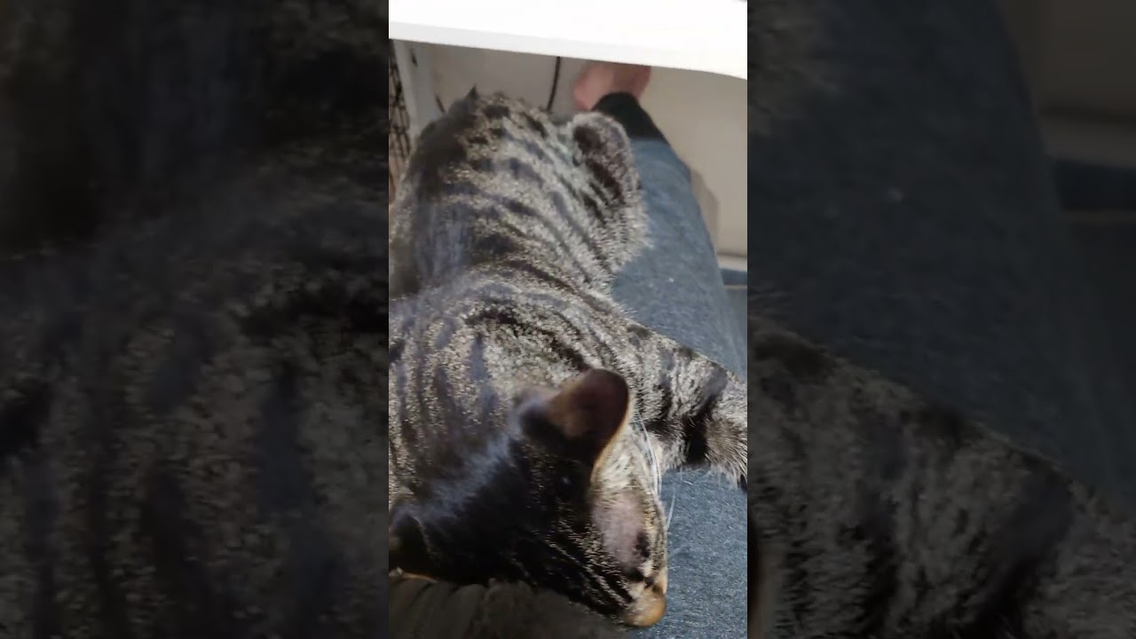 【キジトラ】甘えん坊熟睡日本猫　Pampered sound-sleeping Japanese cat　#cat #猫 #shorts