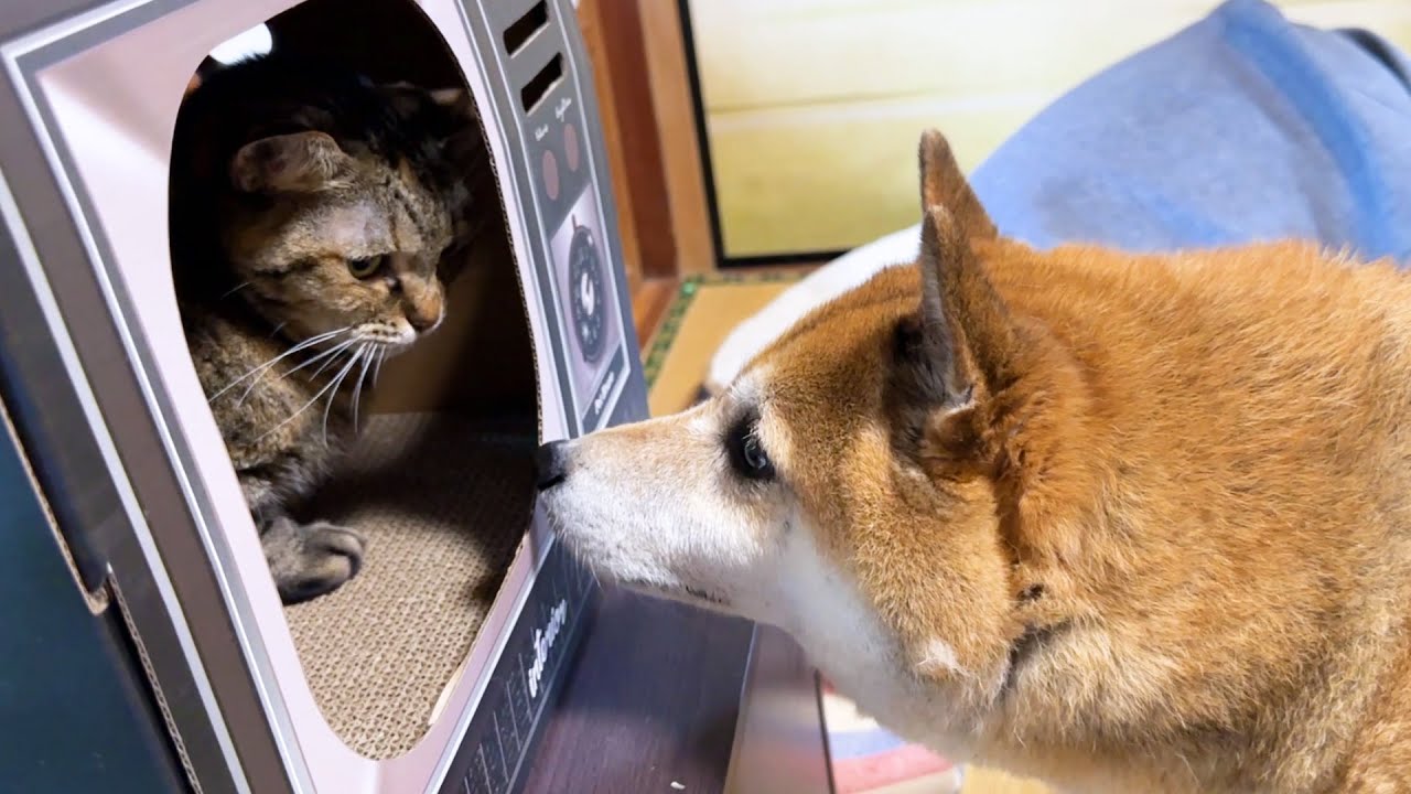 猫の事が心配すぎて部屋中を移動しまくる柴犬…笑