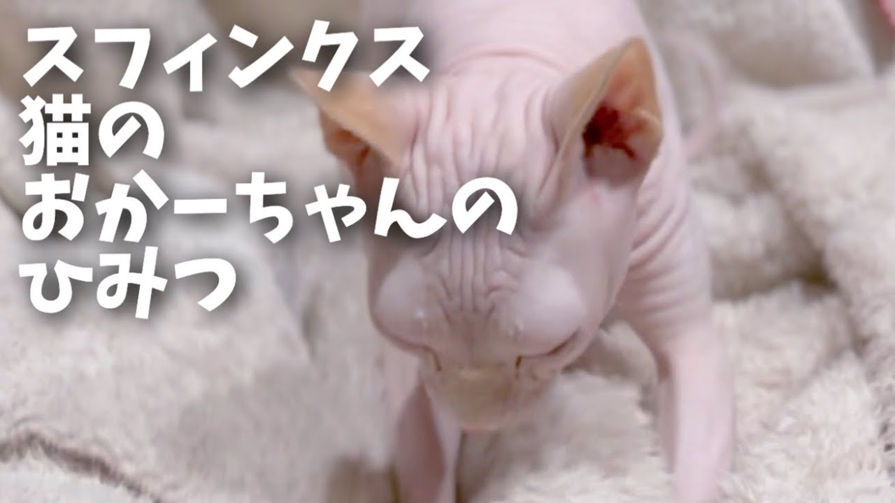 無毛のスフィンクス猫だけどお母さん猫はフワフワだった？(そんなバカな...)