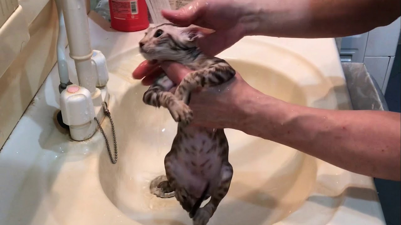 【ナナハチ’s ROOM】オシキャット  ☆チョコレートシルバースポッテッドの女の子 20190927 神メソッド(猫の入浴)