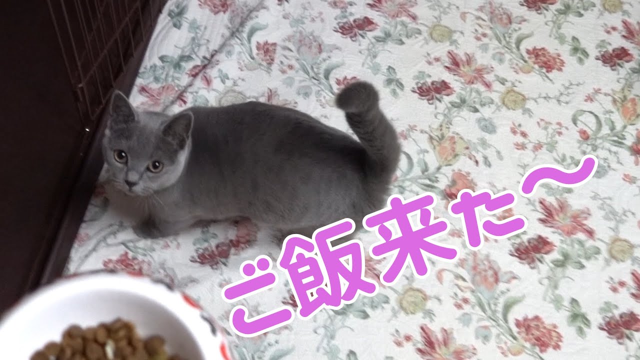 猫のシャルトリューの食事に付き合ってみました        【Chartreux】