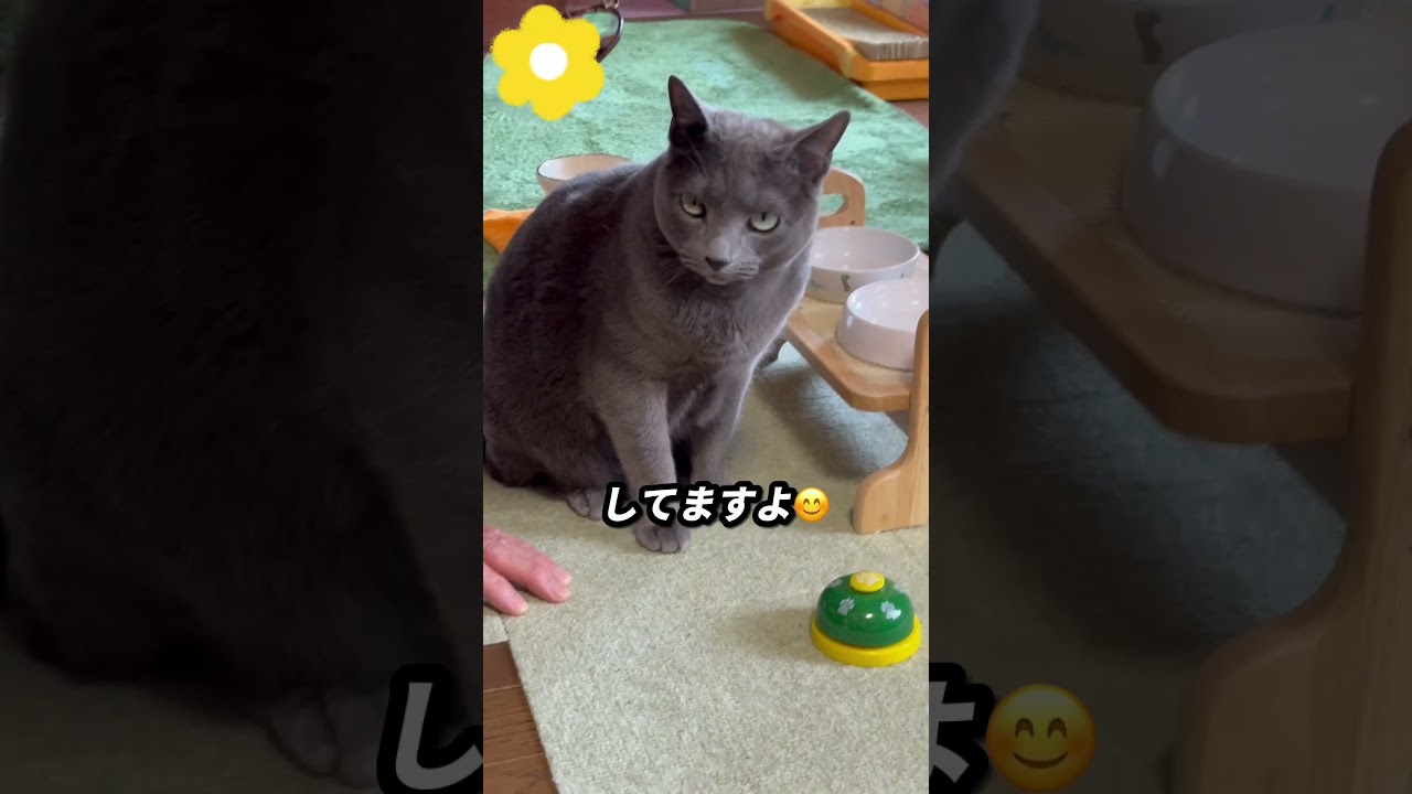 【ロシアンブルー】めろん、ベル押し🛎ぼちぼち練習してますよ😊【猫】#shorts