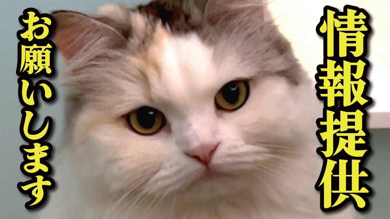 消息不明になったファンの方が心配でたまりません…【関西弁でしゃべる猫】