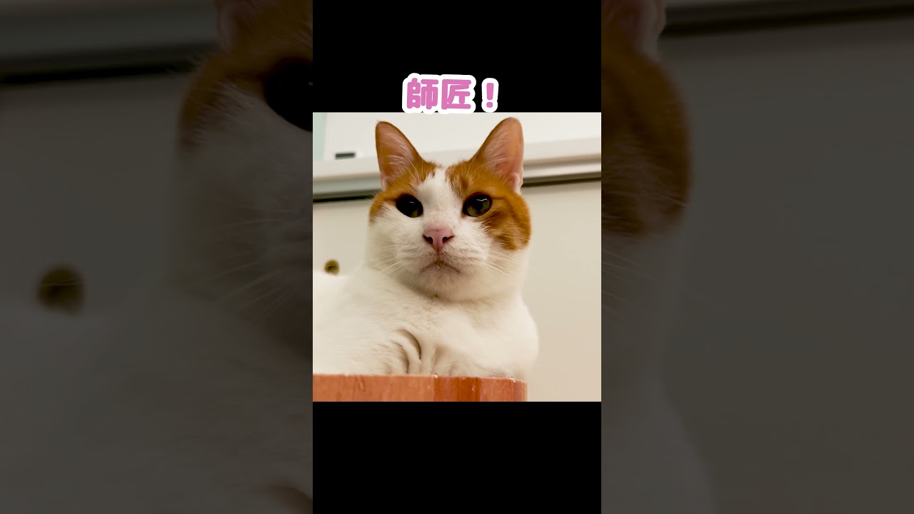 消息不明になった視聴者さんが心配な猫 #Shorts