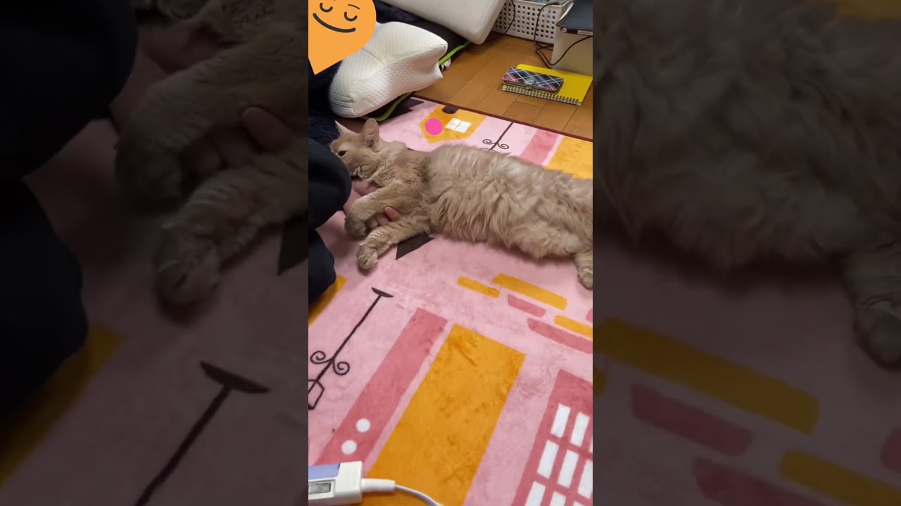 爆睡してる奴に甘える猫#shorts #ねこ #ソマリ