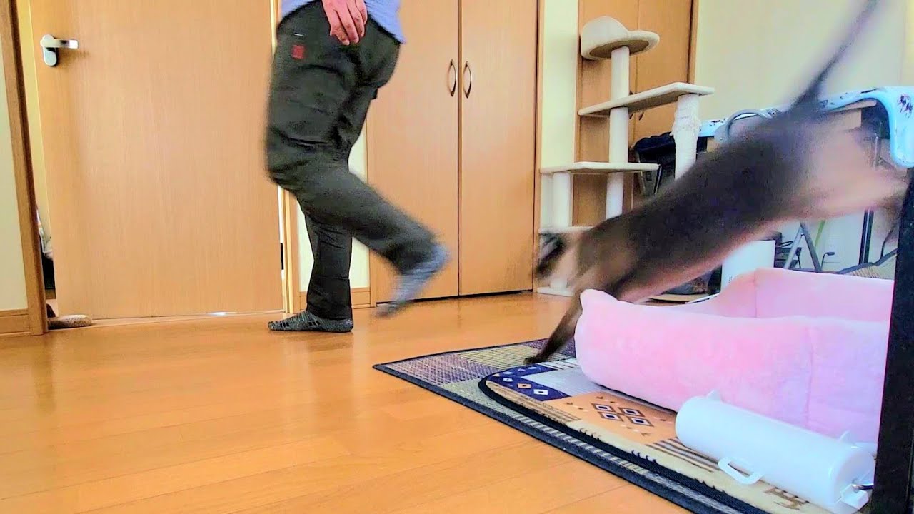 愛猫シャム猫にここまで追いかけ捲られて何も出来なかった時😹