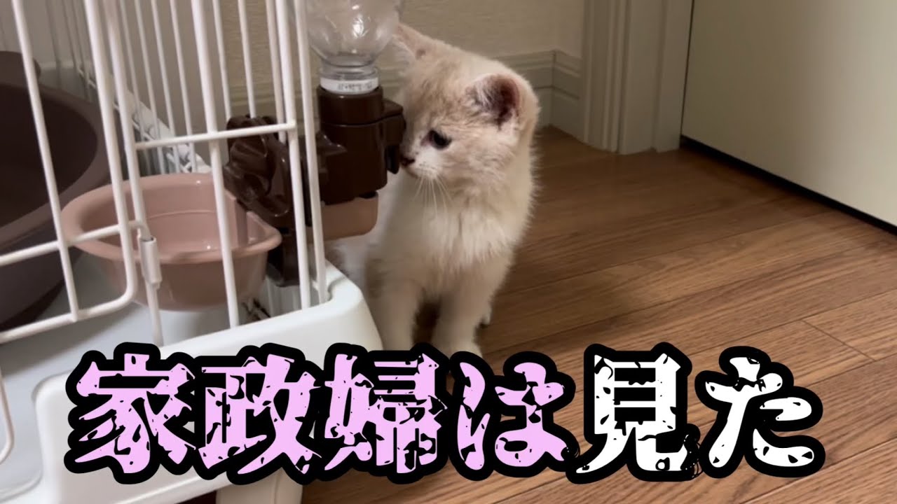 子猫を家政婦として雇いました。 #43