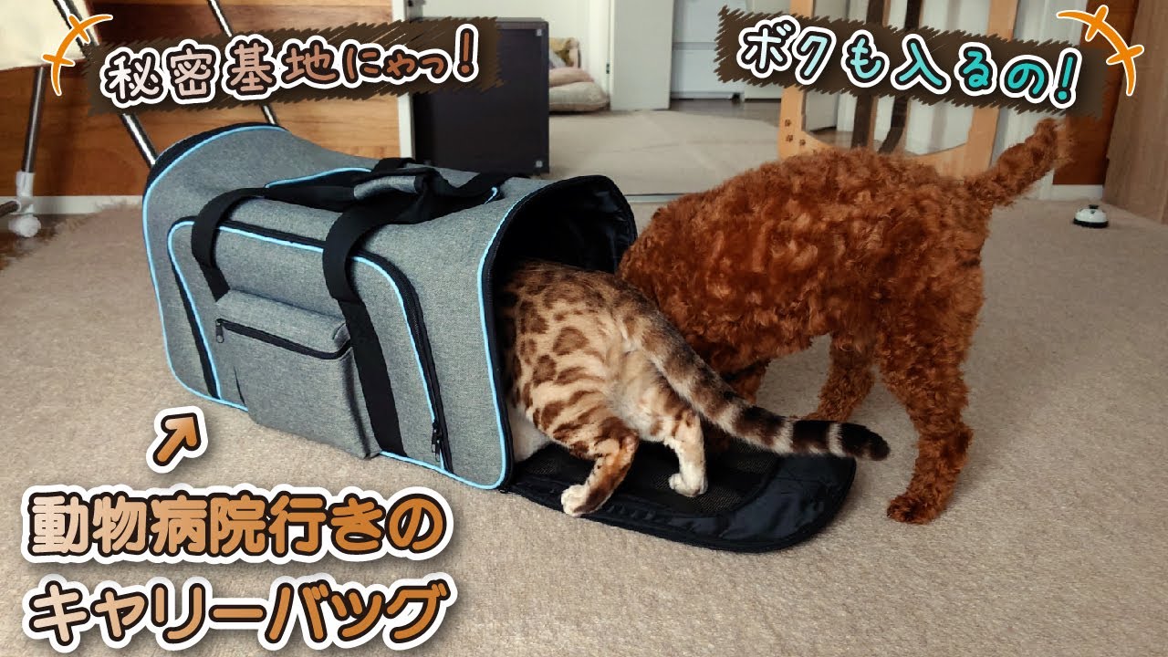 【スノーベンガル猫とトイプードル】狂犬病予防とフィラリア検査をしてきました