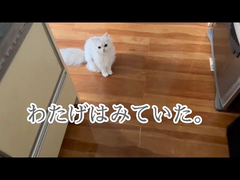 【ペルシャ猫】猫が真剣に見る先に……