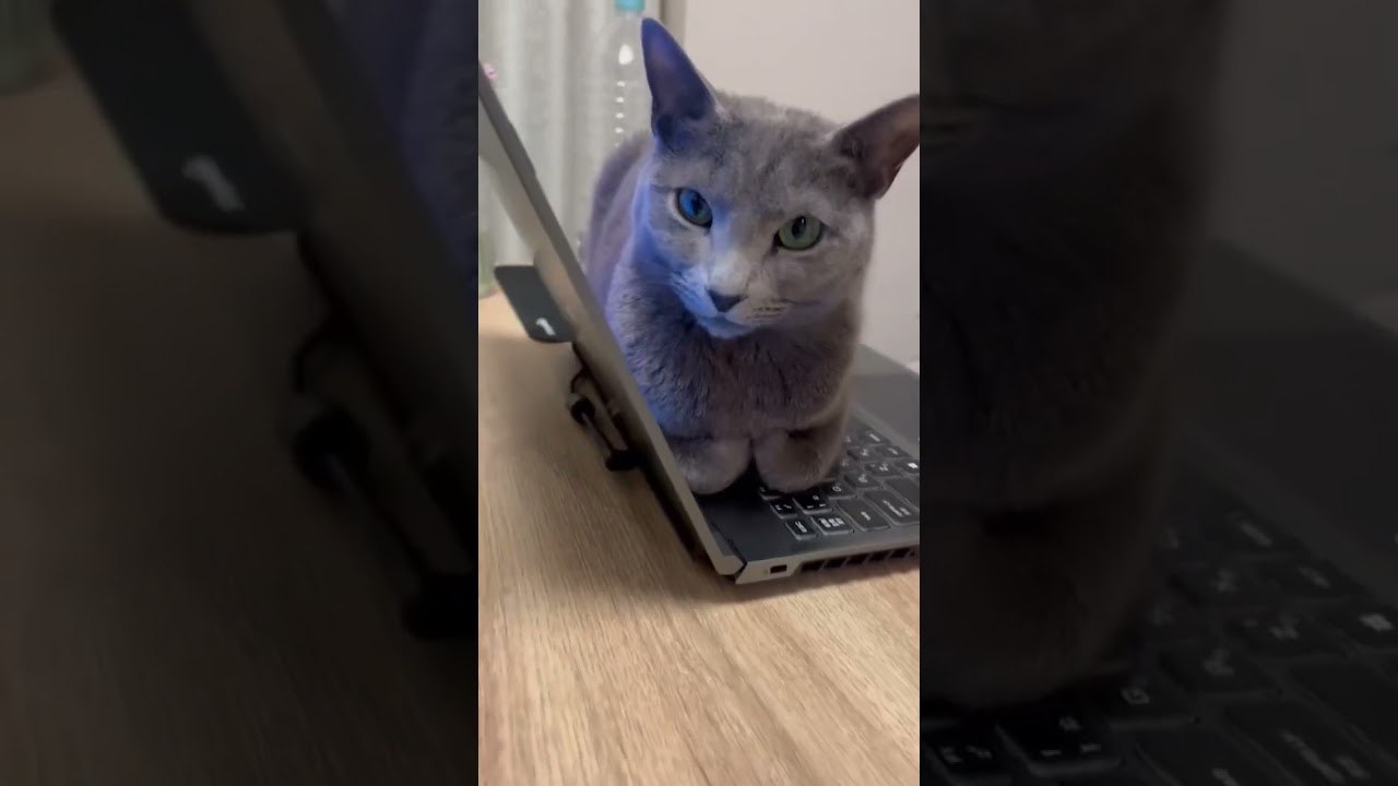 ちょっと目を離すとこうなる #ロシアンブルー #癒し猫 #しっぽ吸い