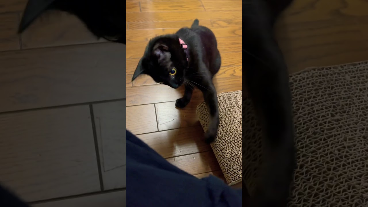 つ、つい手が、、、🐈‍⬛ #保護猫 #猫 #子猫 #保護子猫 #cute #kittycat #cutecat #cat #cutekitty #kitty