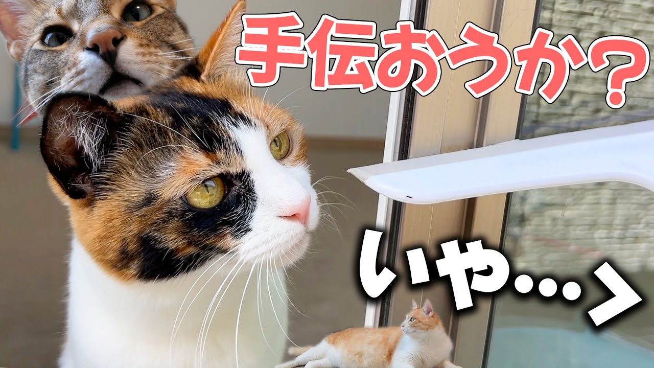 猫たち全員で窓掃除する飼い主を応援してくれるようです