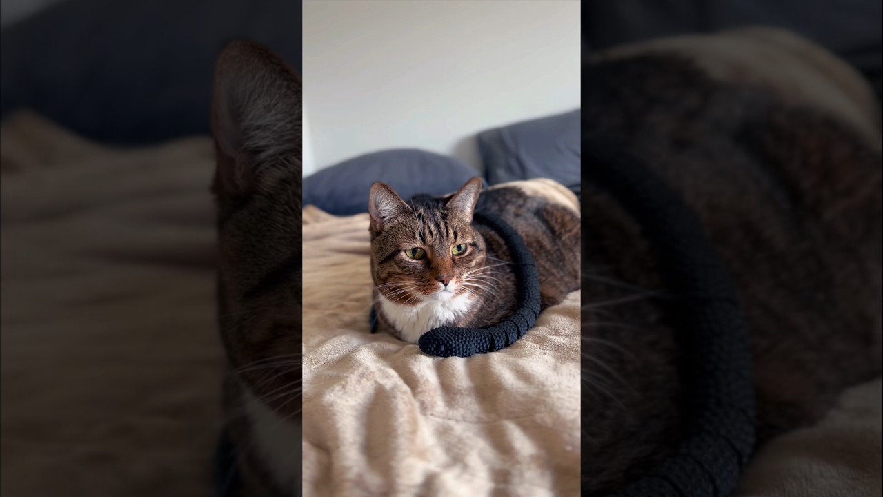 Orion the Cat Has Conquered Every Fear..Except ONE #cat #cute #funny #funnycats #cutecatshorts