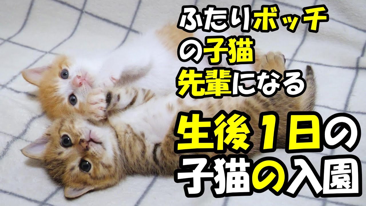 【緊急保護】ふたりボッチの子猫が年長さんになりした。【赤ちゃん猫　保護猫】