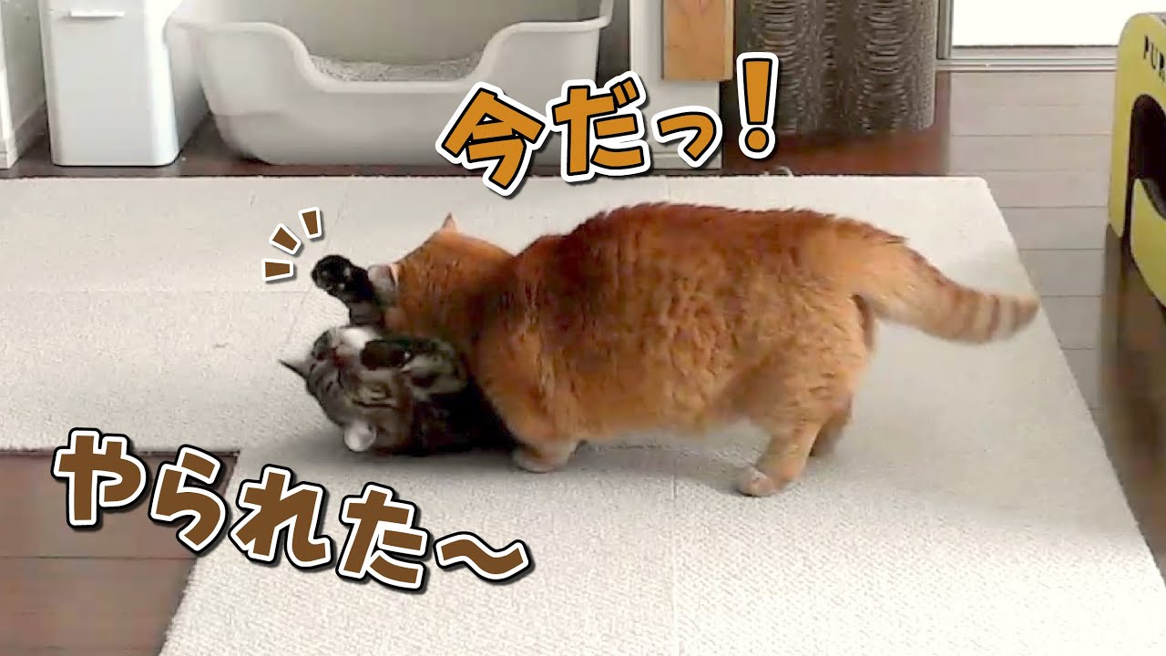 大人しくお昼寝していたはずが秒でケンカになっちゃう猫たちw