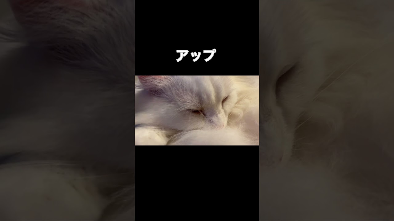 寝てる猫#shorts#short #アメリカンカール#猫