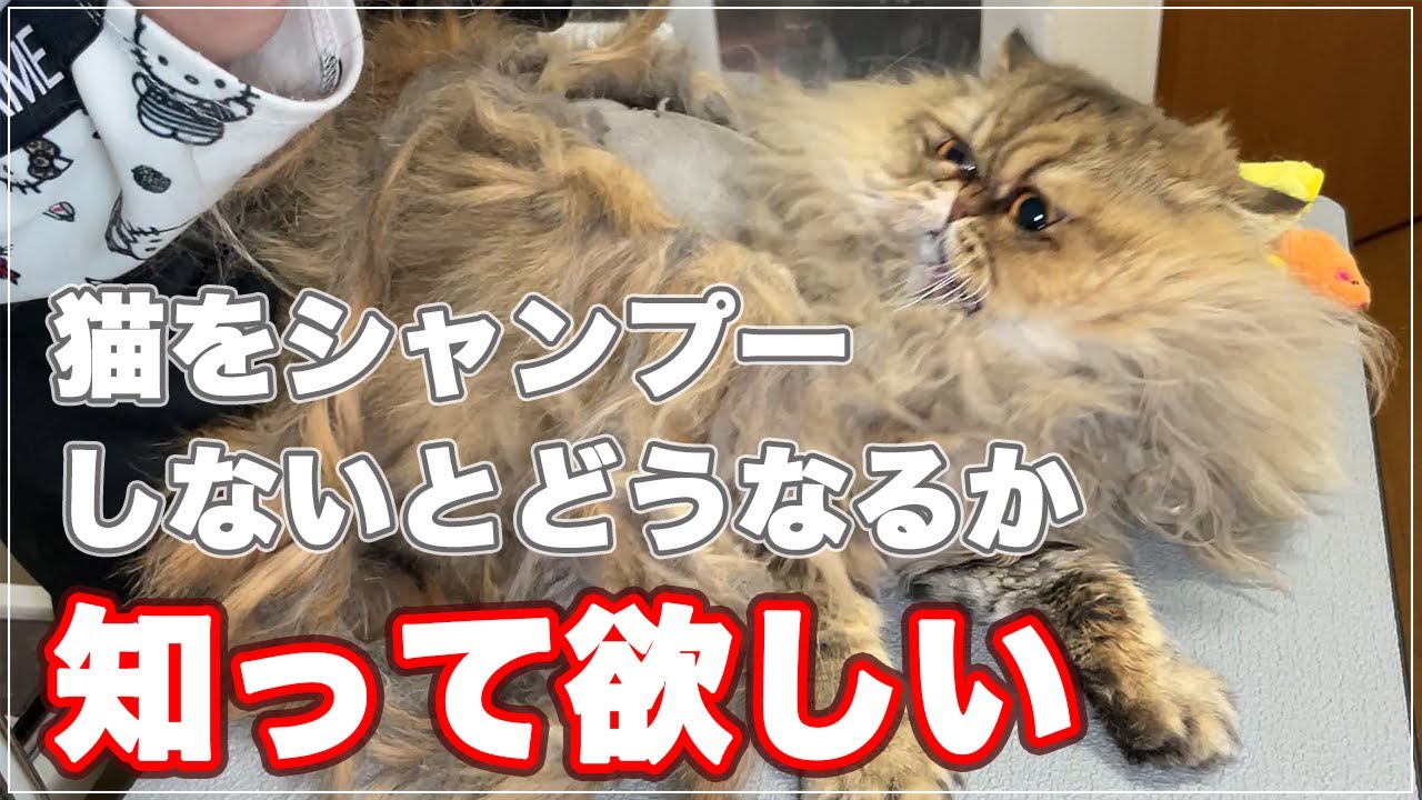 【視聴注意】猫をシャンプーしなかったらどうなるか知ってほしい
