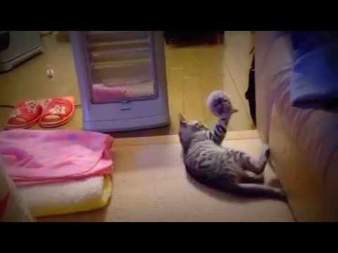 エジプシャンマウのCoCoちゃんと遊ぶ♪