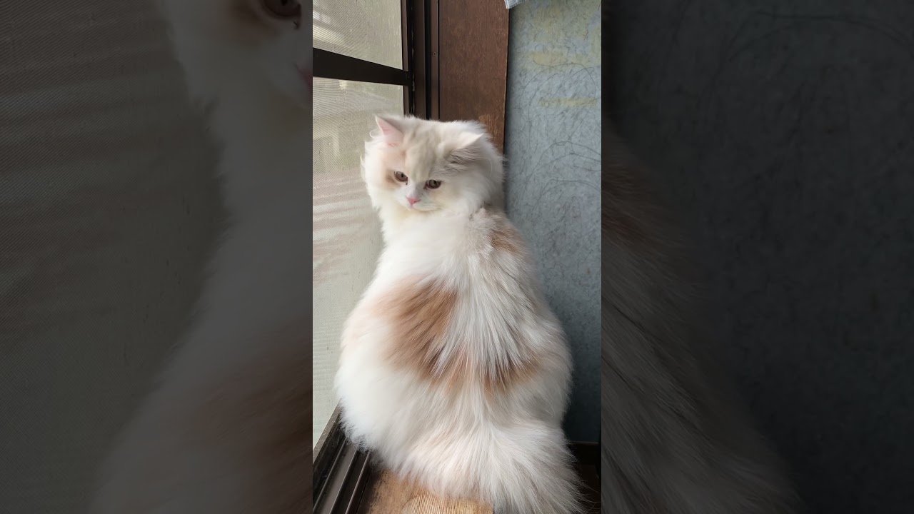 窓際族 #catvideos #catlover #猫のいる暮らし #猫動画 #ねこ #ネコ #ねこのいる生活 #猫 #cat #保護猫 #ラガマフィン