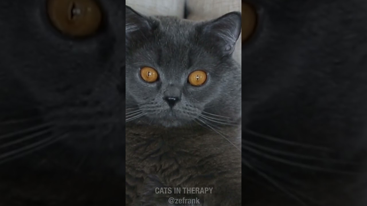Cats in Therapy - Tofu
