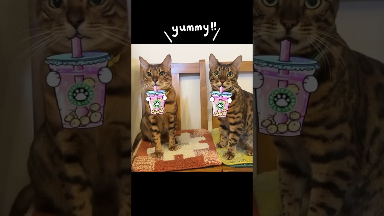 タピオカ大好きベンガル兄弟🥤#shorts