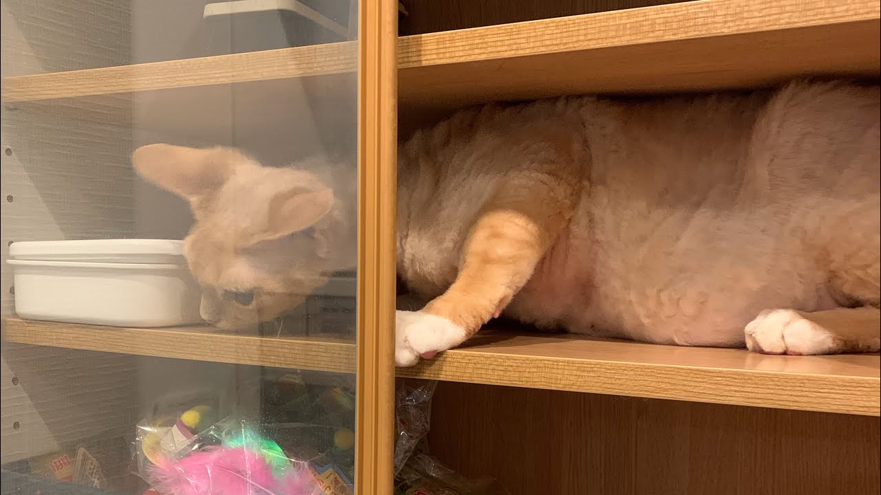 狭いところが大好きなデボンレックス兄です(Devon Rex cat loves narrow spaces)