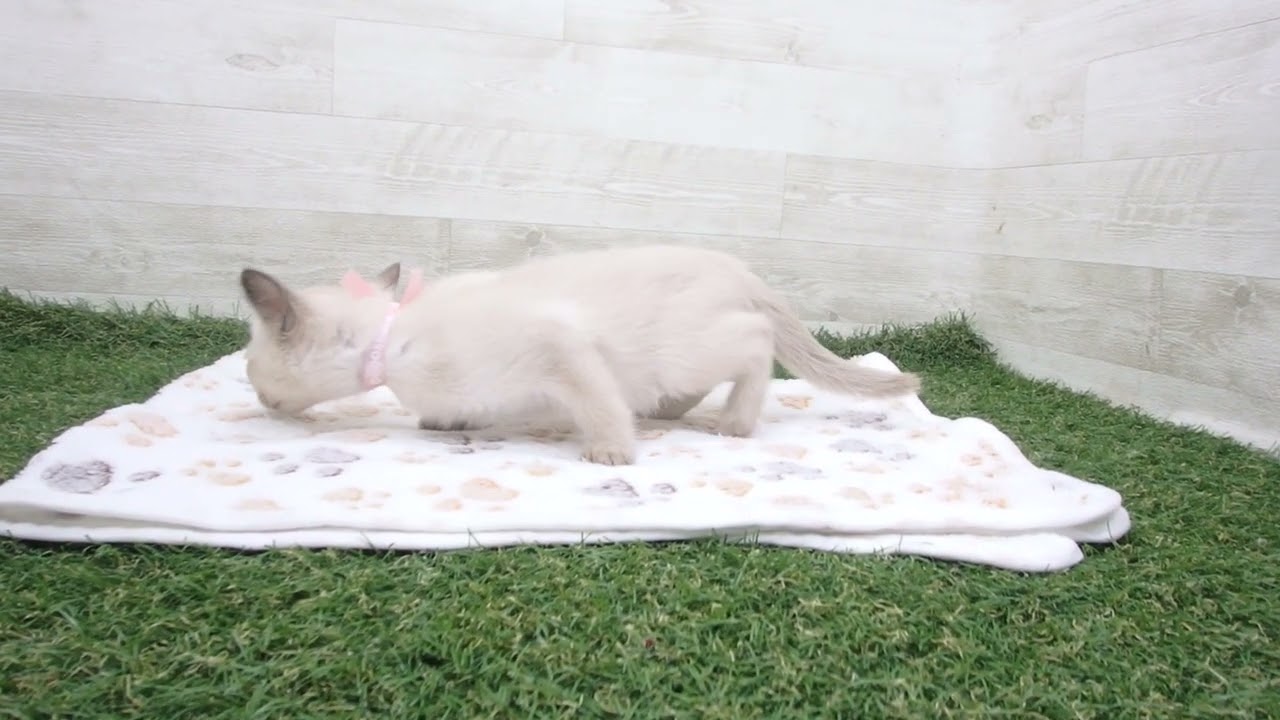 Coo&RIKU　No00630612 トンキニーズ